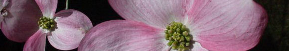 spring dogwood blossoms