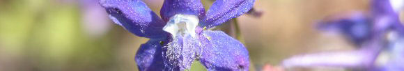 larkspur along the North Fork