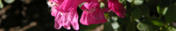 penstemon along the North Fork